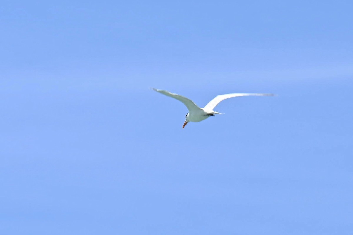 Royal Tern - ML611090546