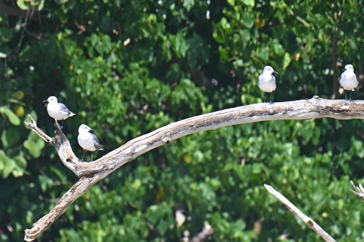 Laughing Gull - ML611090557