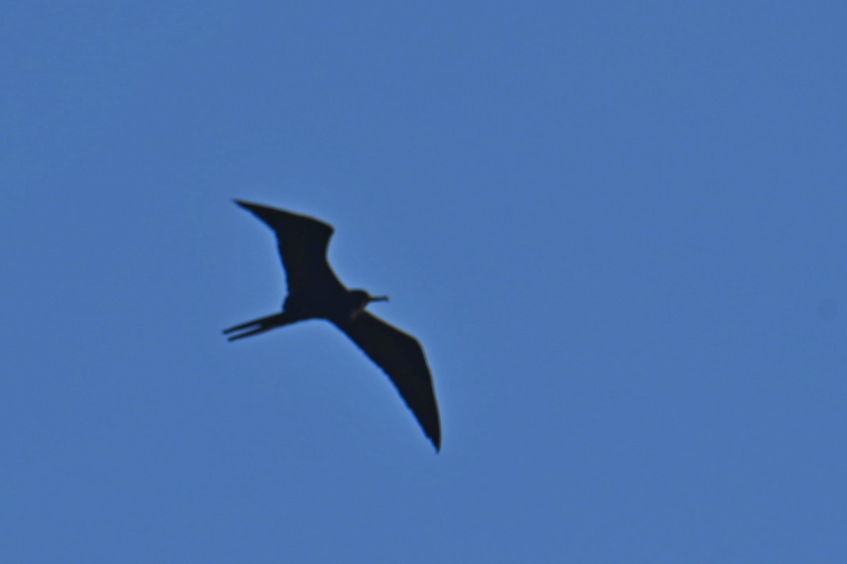 Magnificent Frigatebird - ML611090562