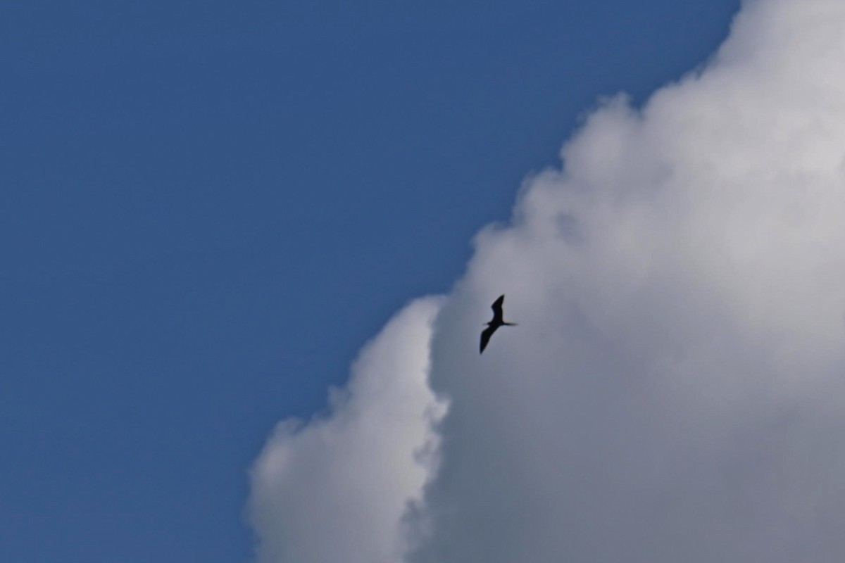 Magnificent Frigatebird - ML611090563