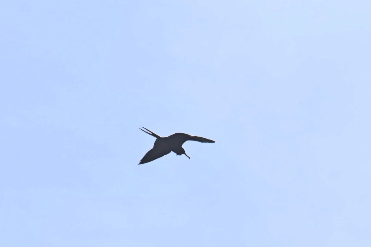 Magnificent Frigatebird - ML611090564
