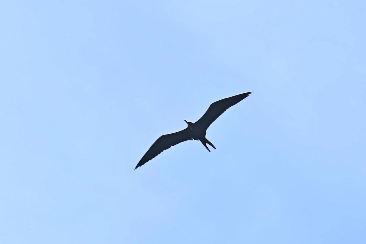 Magnificent Frigatebird - ML611090565