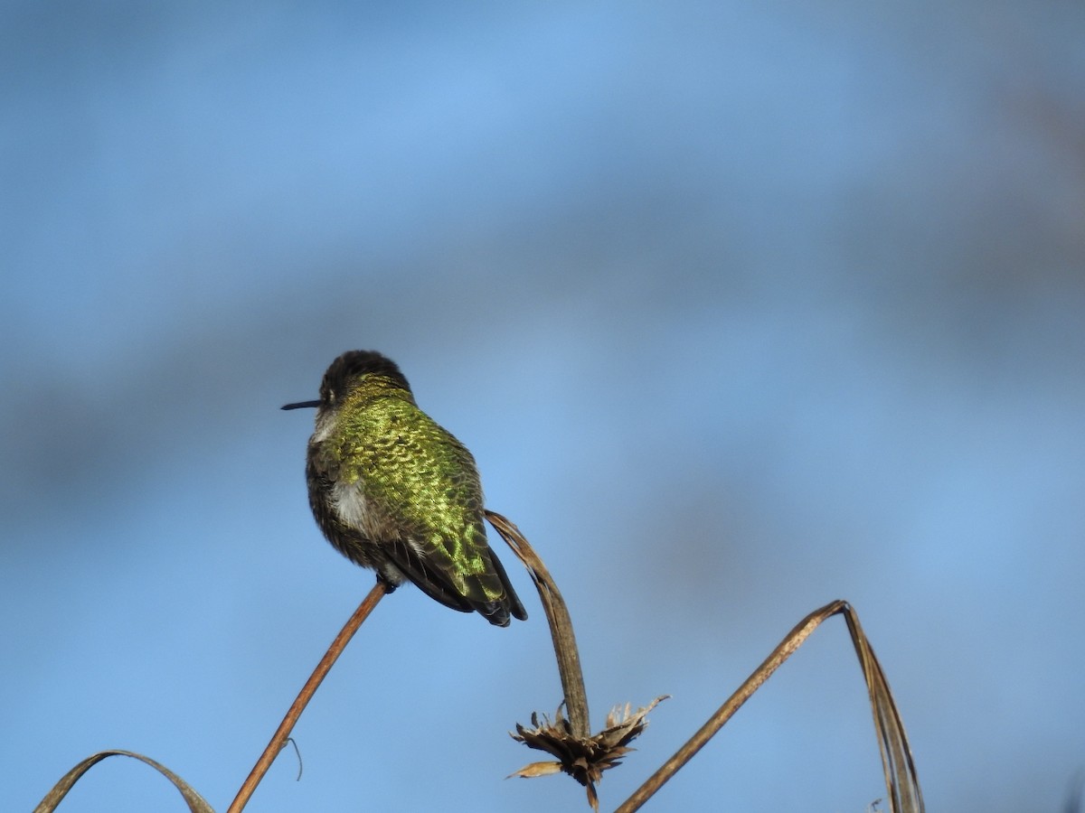 Anna's Hummingbird - ML611090581
