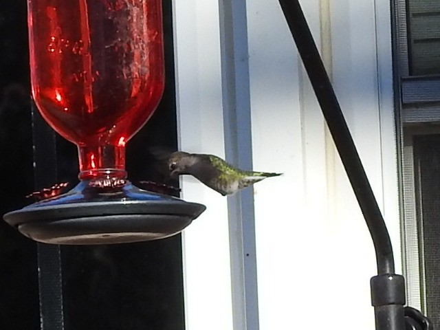 Anna's Hummingbird - ML611090594