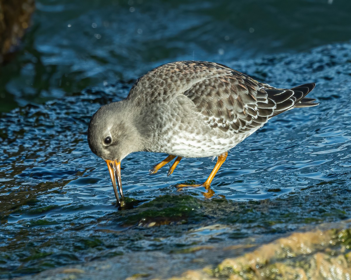 Purple Sandpiper - ML611090635