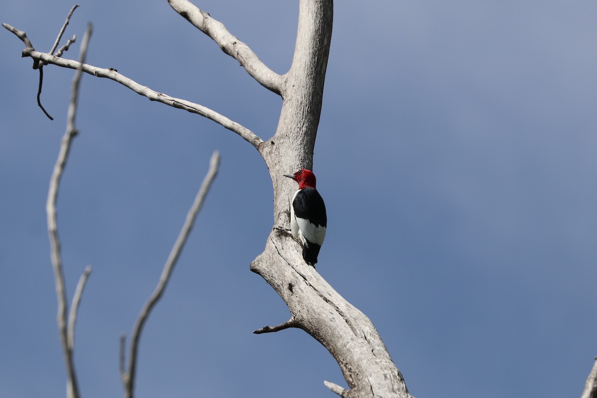 Red-headed Woodpecker - ML611090661