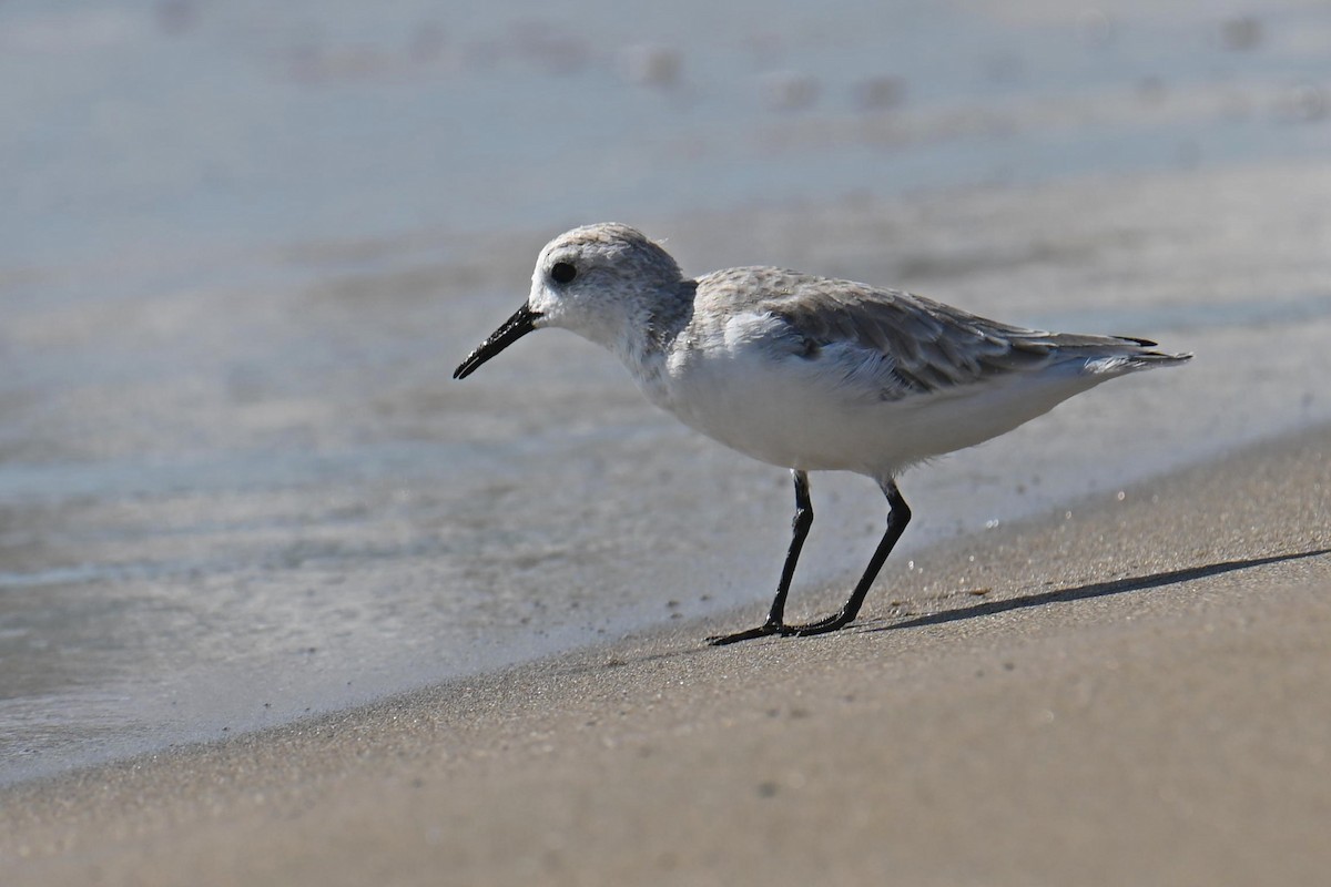 Гурвалж элсэг - ML611090692