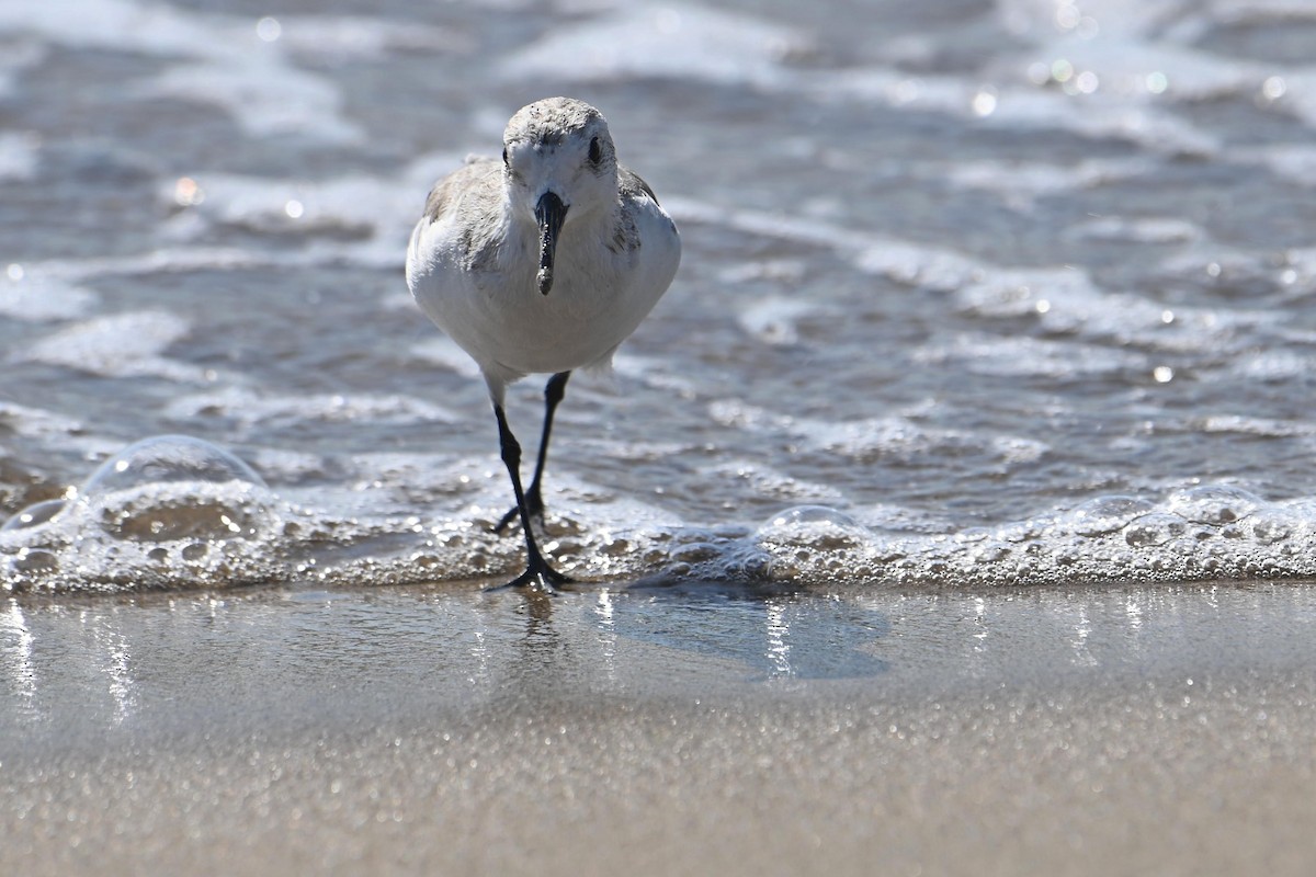 Гурвалж элсэг - ML611090693