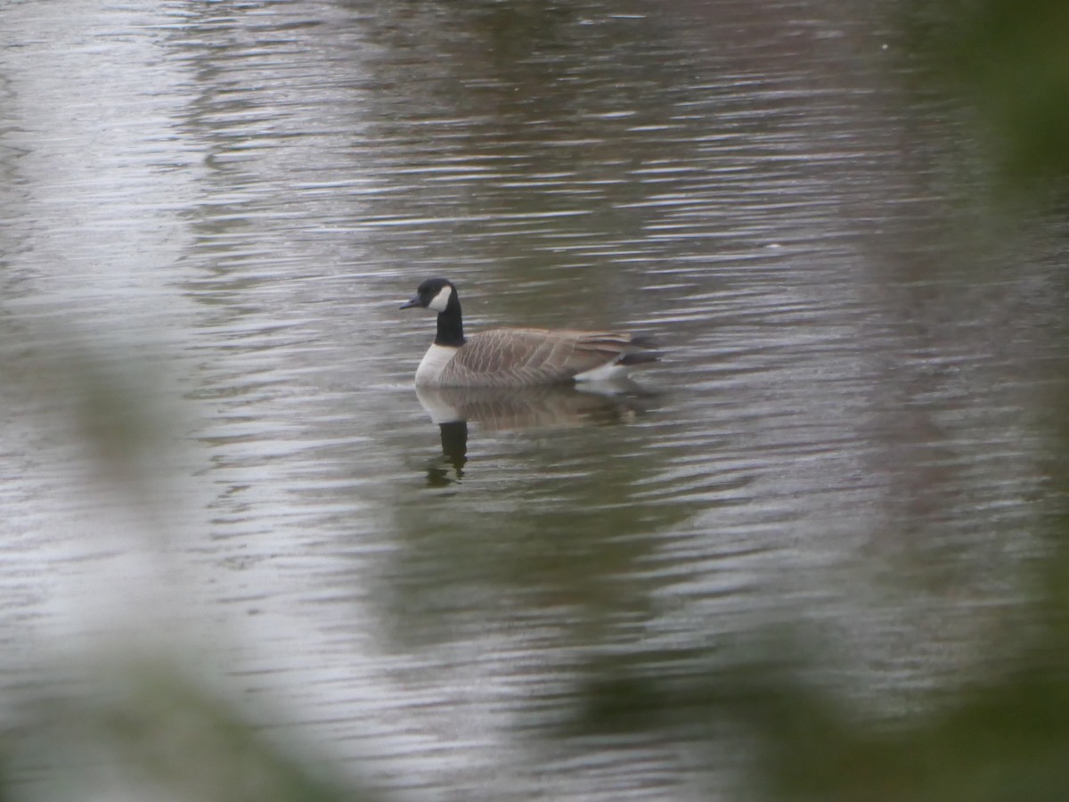 Barnacla Canadiense Grande - ML611090715