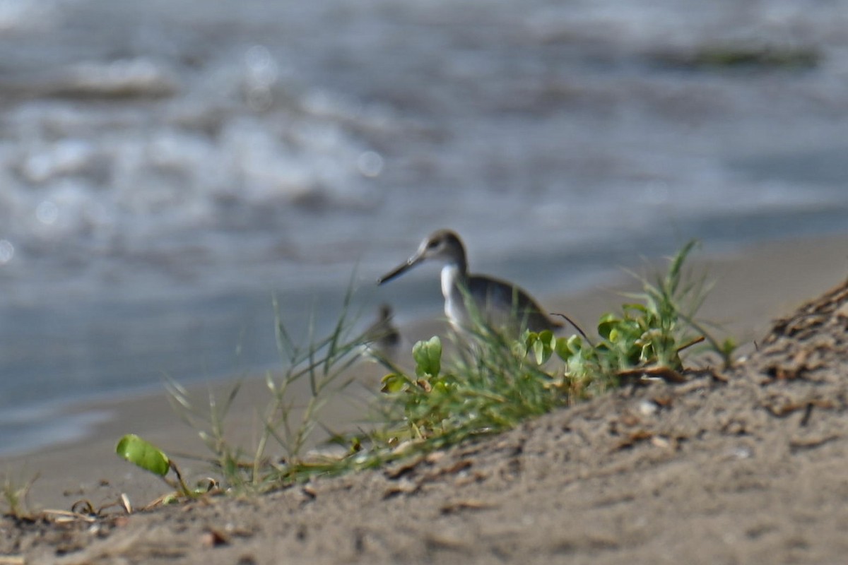 Willet - ML611090718