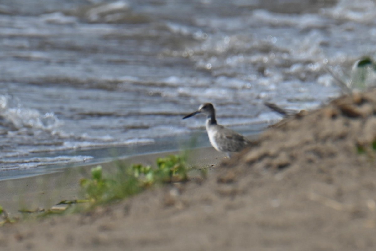 Willet - ML611090719