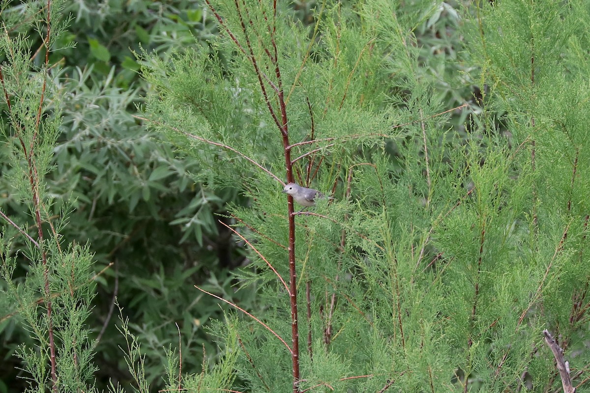 Lucy's Warbler - ML611090738