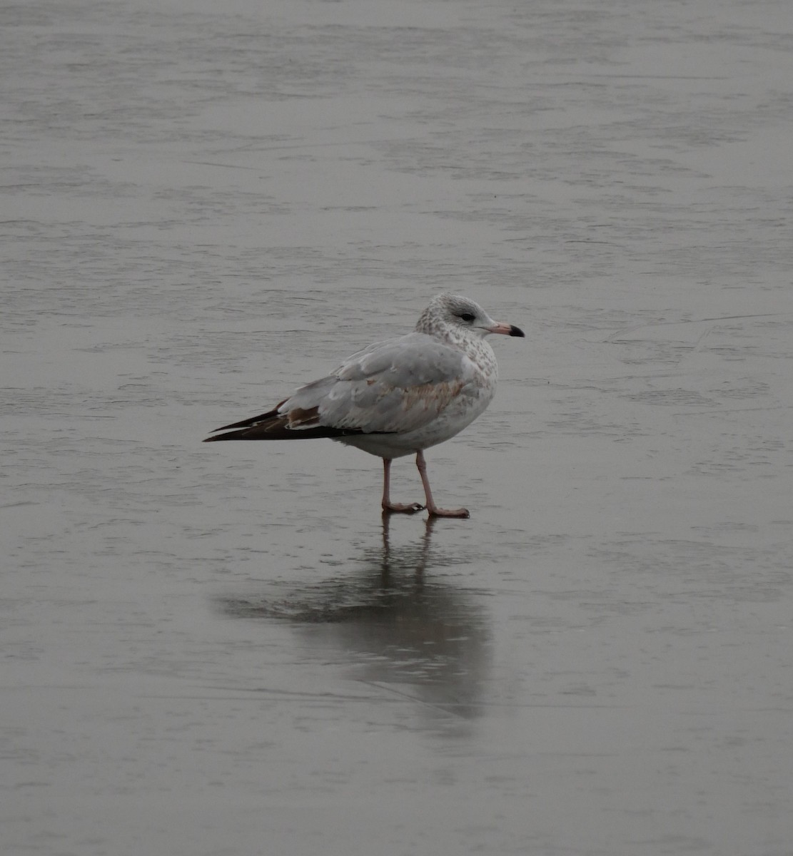 Ring-billed Gull - ML611090755