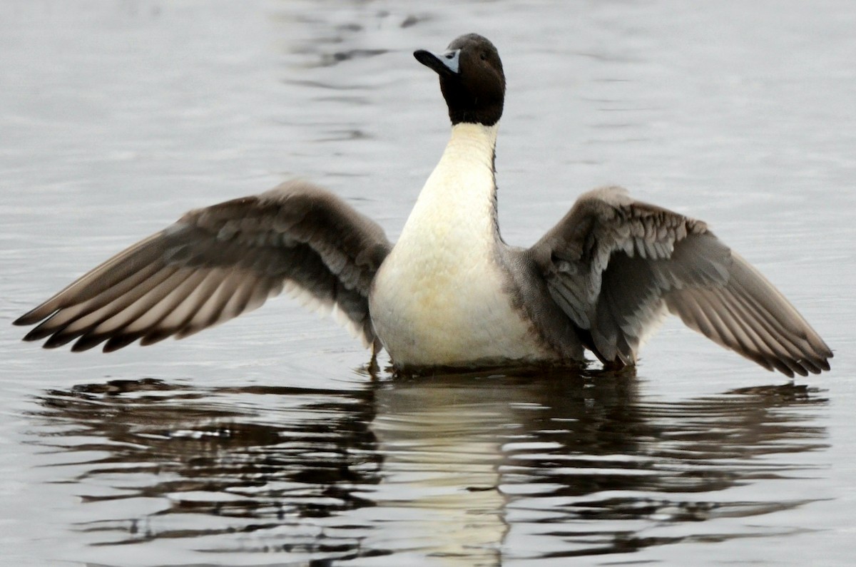 Northern Pintail - ML611090762