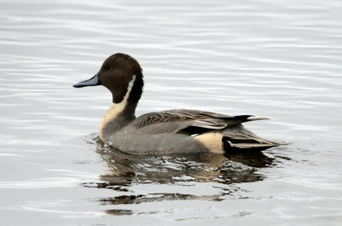 Northern Pintail - ML611090763