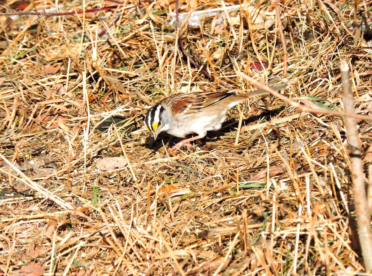White-throated Sparrow - ML611090767