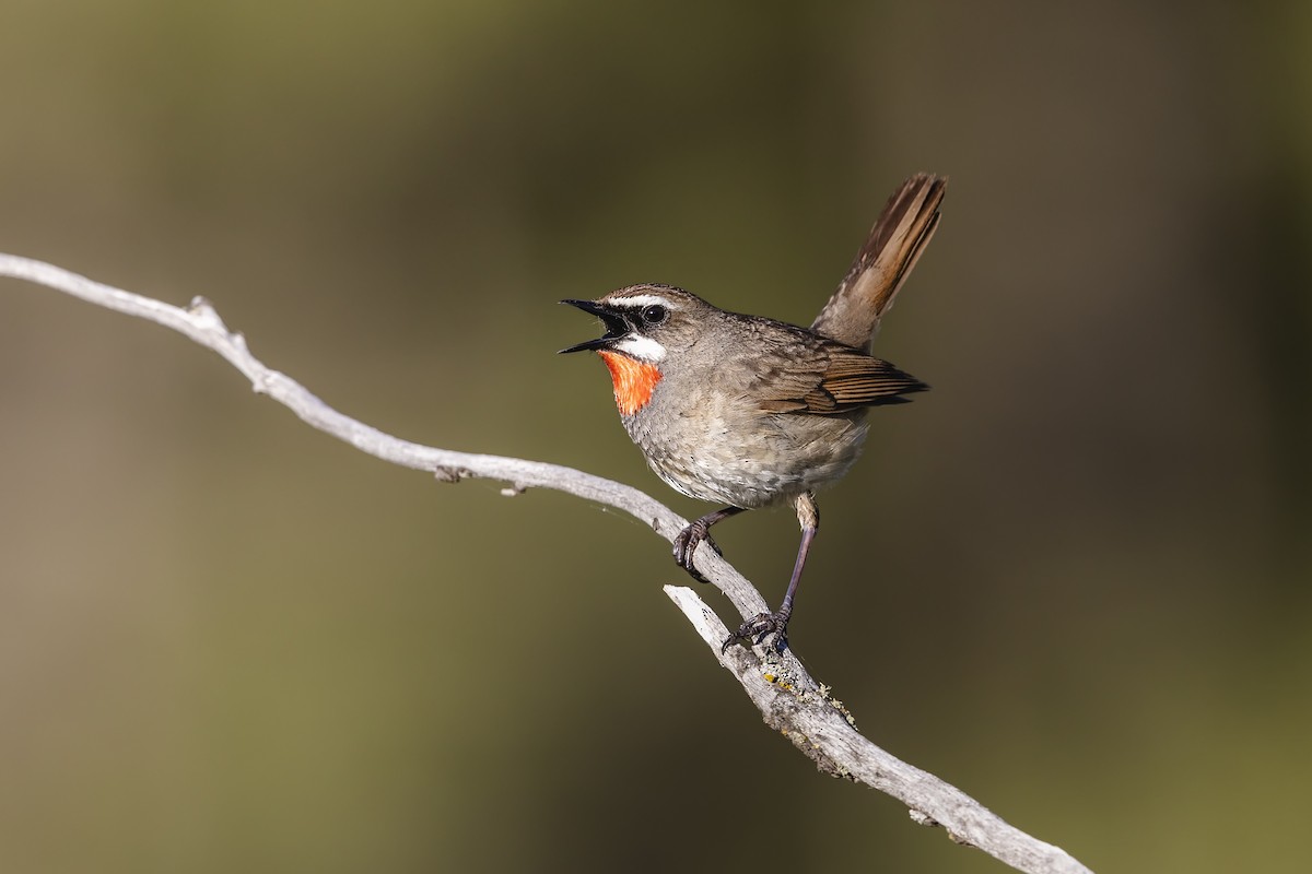 Siberian Rubythroat - ML611090769