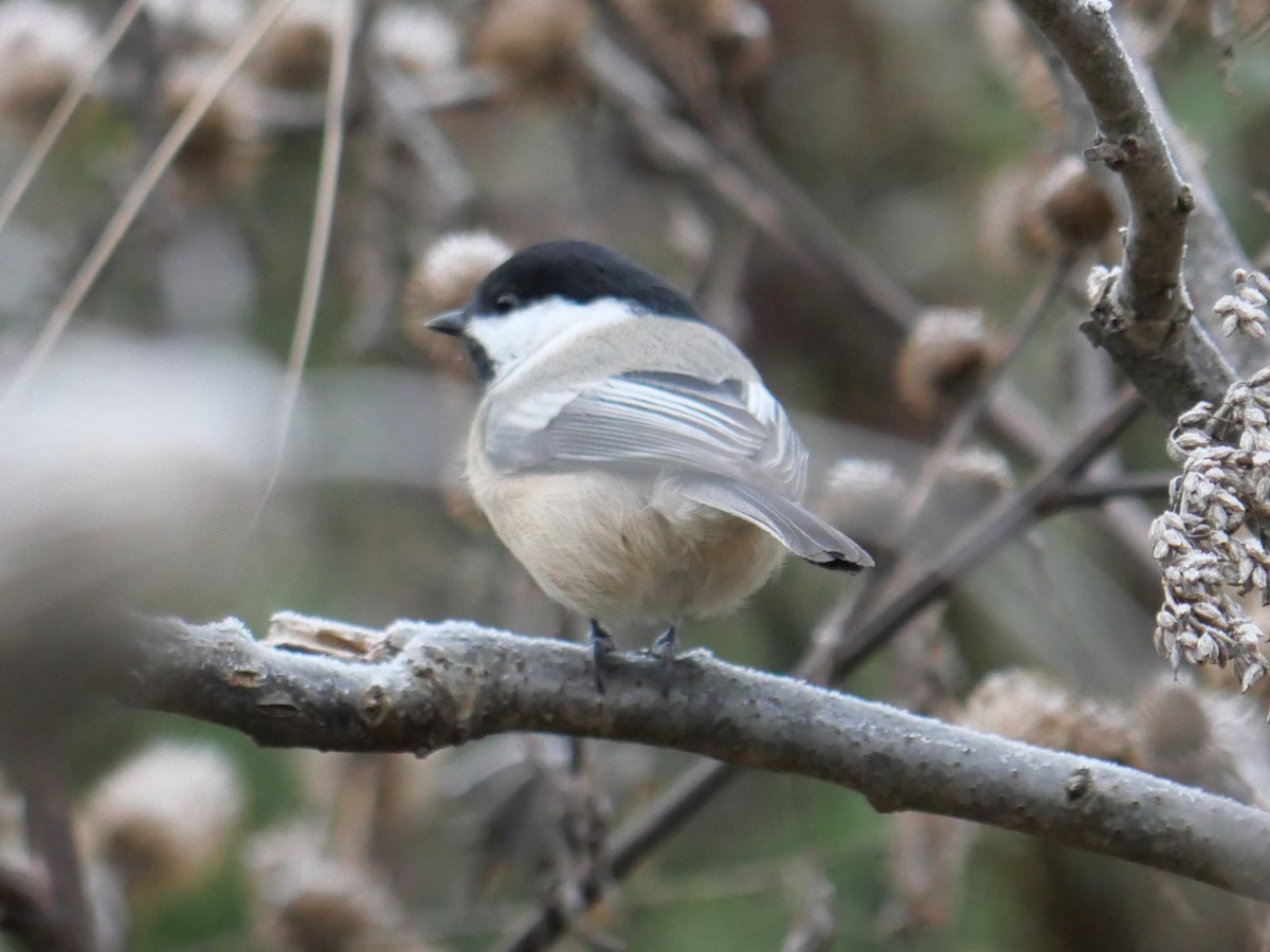 Black-capped Chickadee - ML611090772