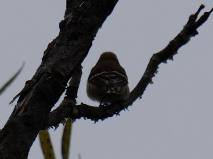 American Goldfinch - ML611090778