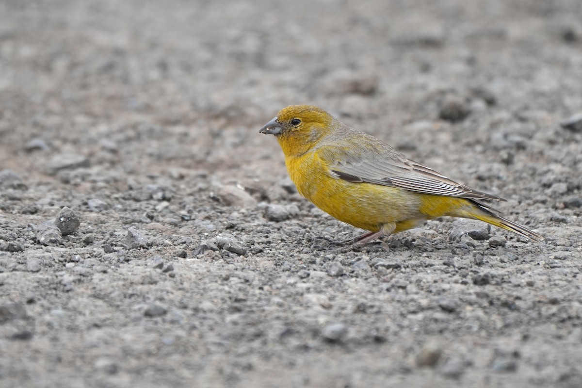 Greater Yellow-Finch - Nancy Elliot