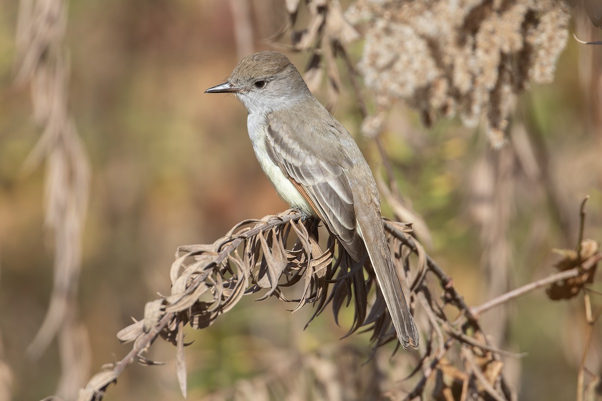 Ash-throated Flycatcher - ML611090805