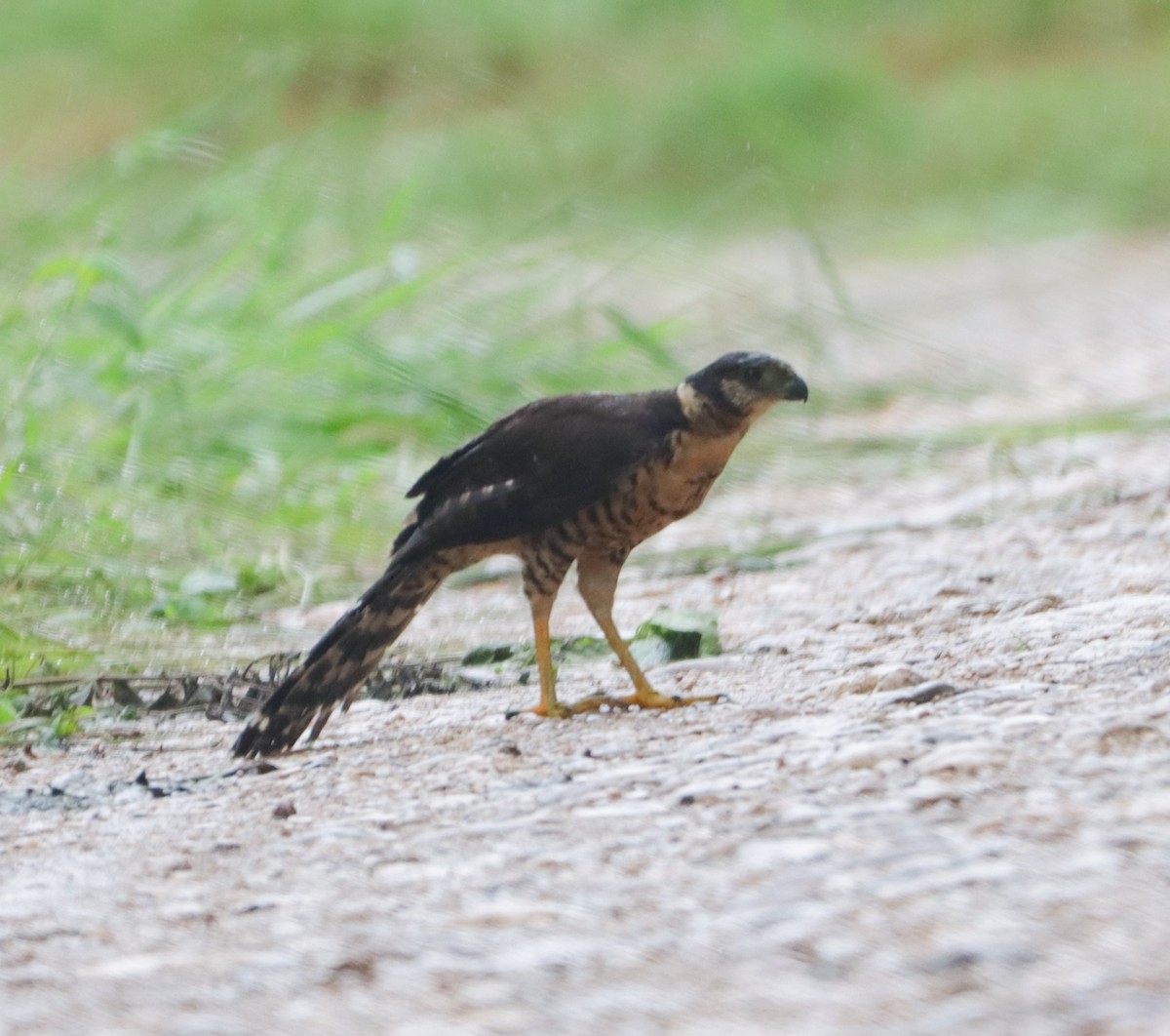 Collared Forest-Falcon - ML611090855