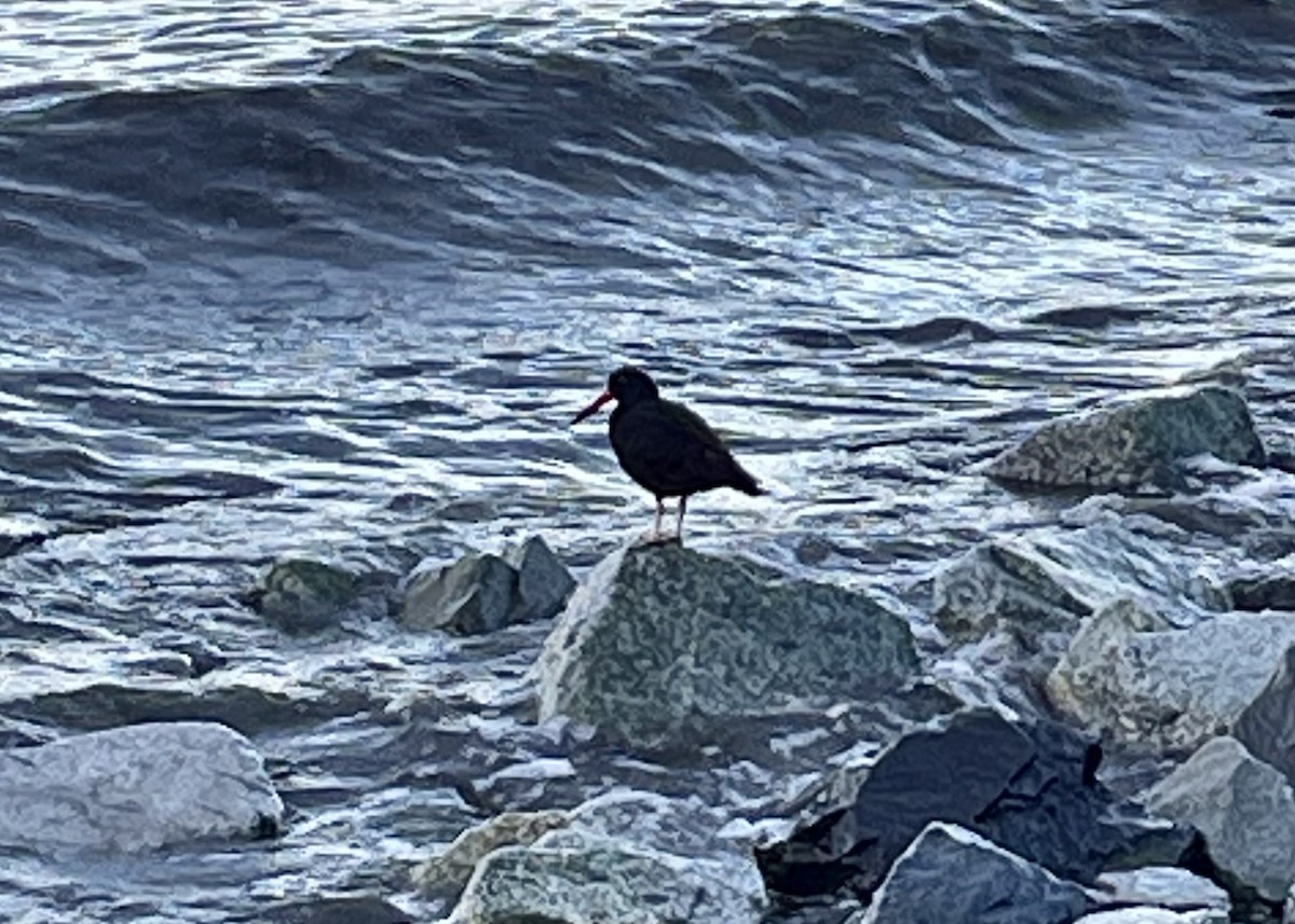 Black Oystercatcher - ML611090898