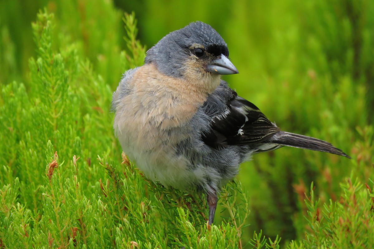 Azores Chaffinch - ML611090899