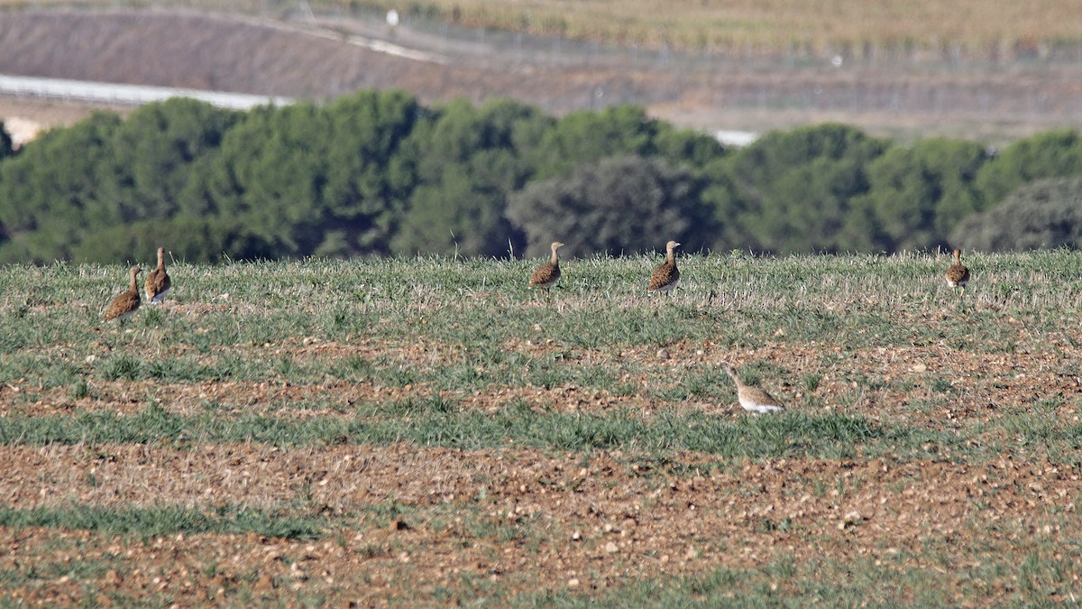 Little Bustard - ML611090905