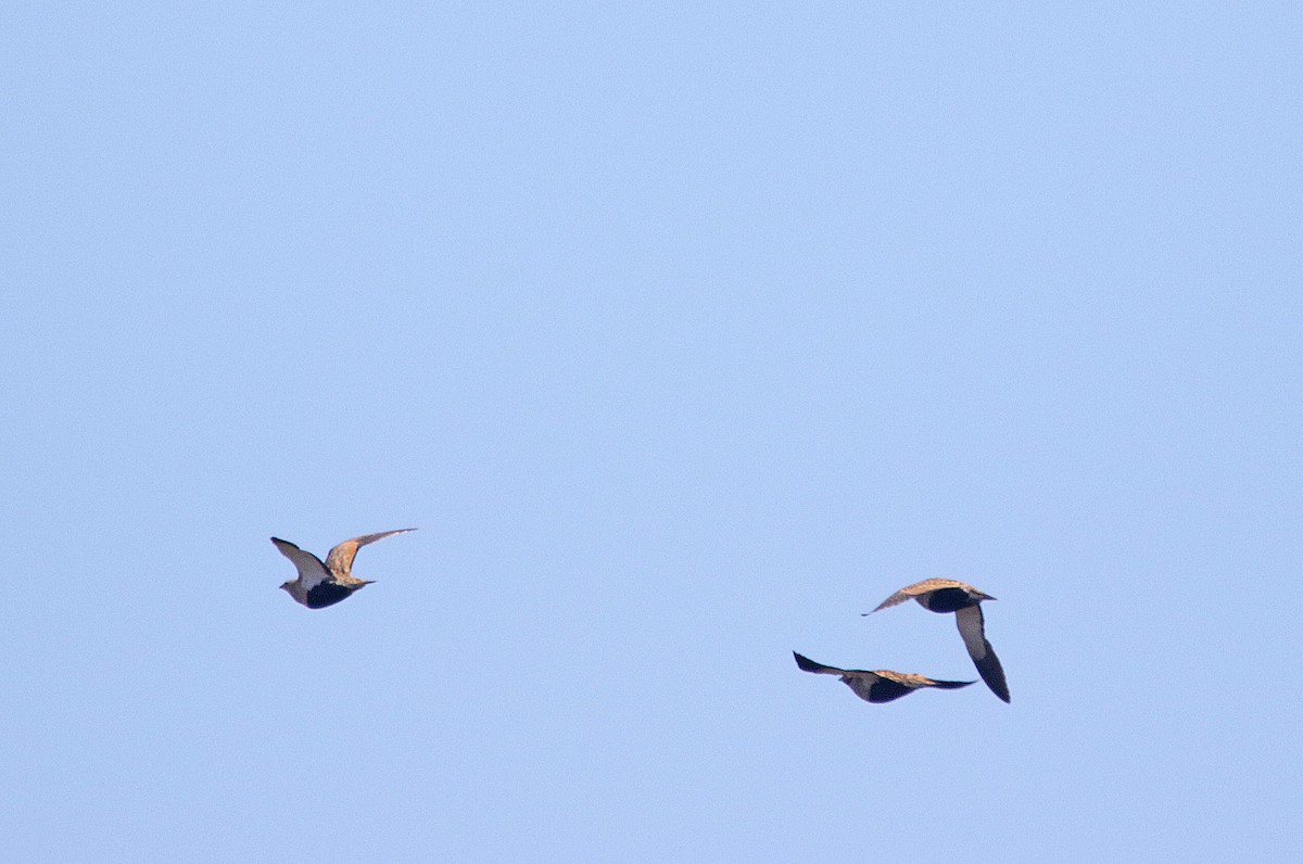 Black-bellied Sandgrouse - ML611090911