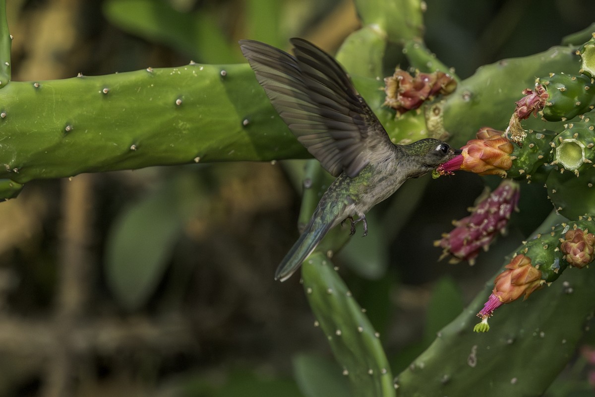 Outcrop Sabrewing - Thelma Gátuzzô