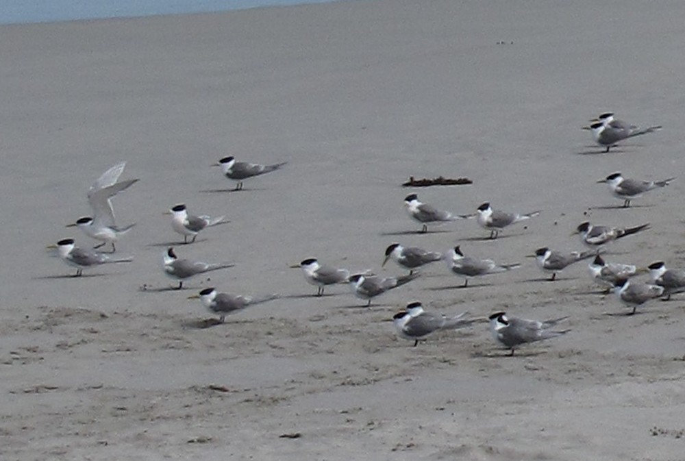 Great Crested Tern - ML611090943