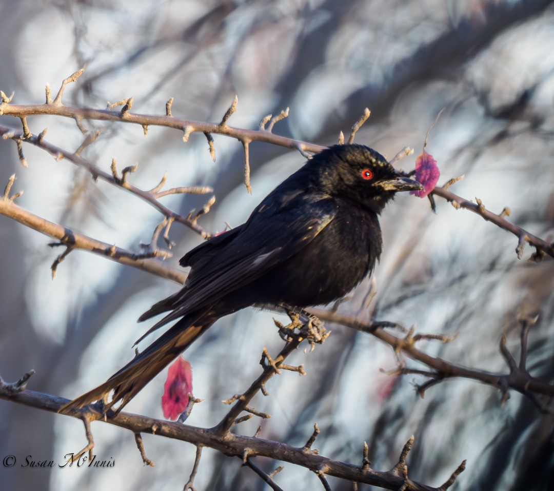 Fork-tailed Drongo - ML611090953