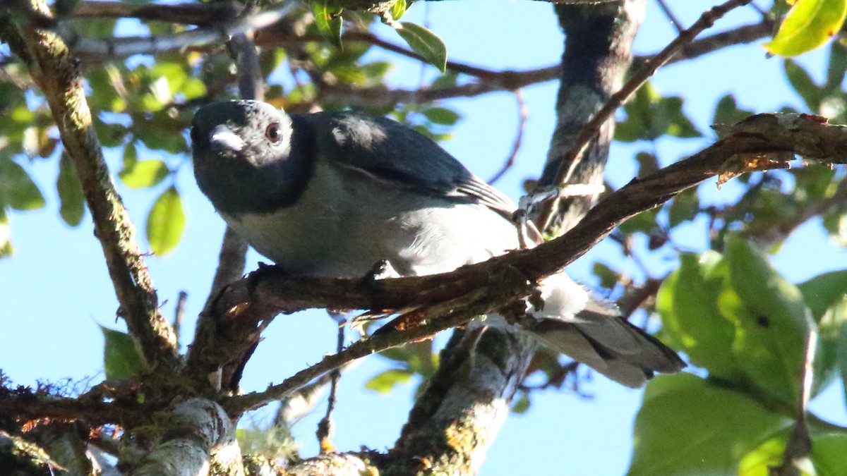 Madagascar Cuckooshrike - Rick Folkening