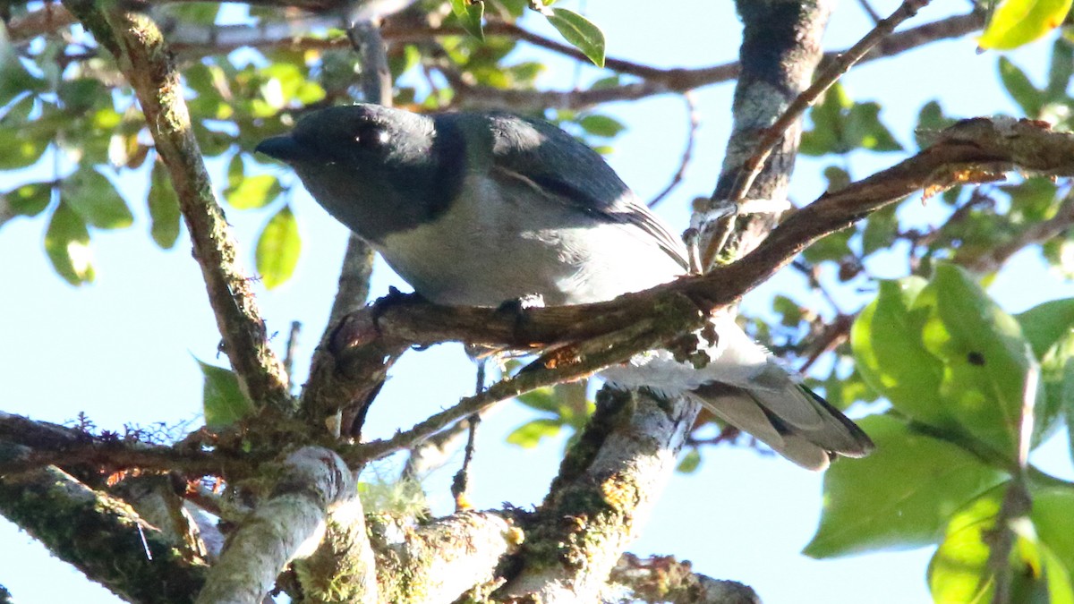 Madagascar Cuckooshrike - ML611090996