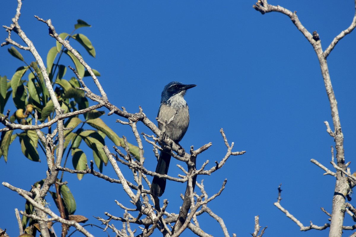 Island Scrub-Jay - ML611091030