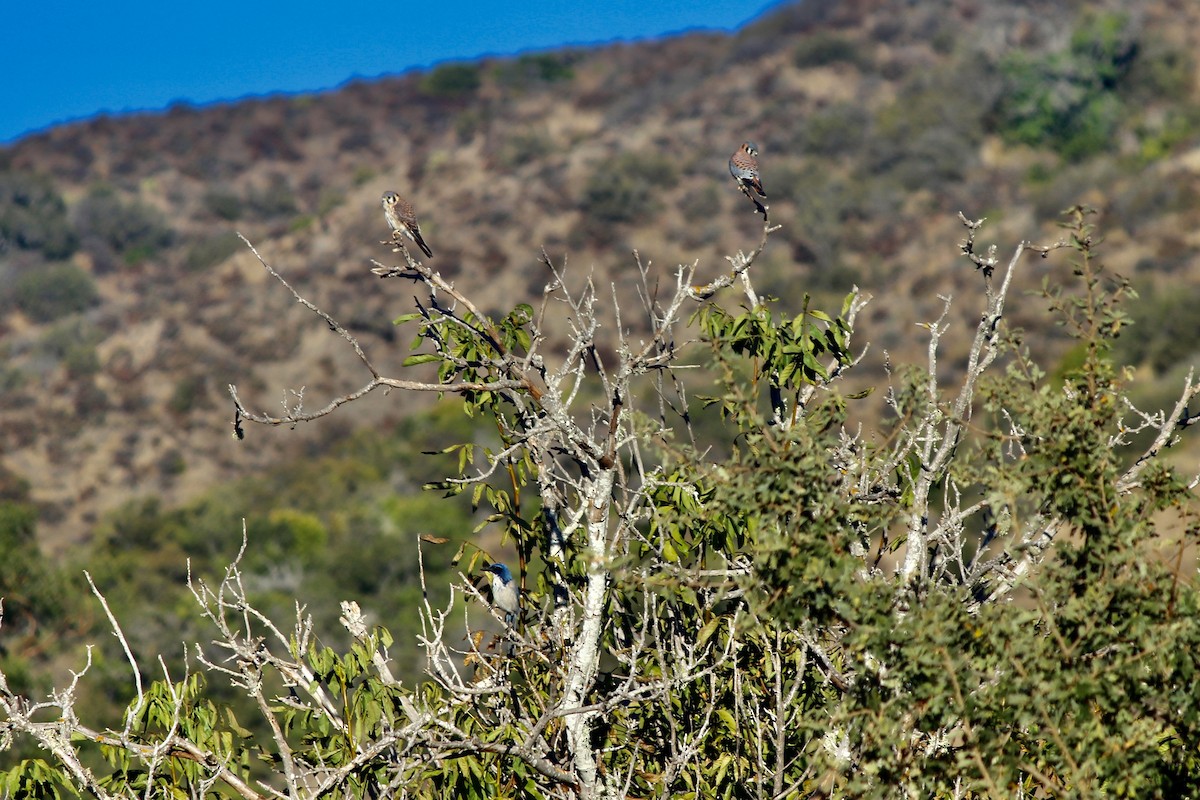 American Kestrel - ML611091040