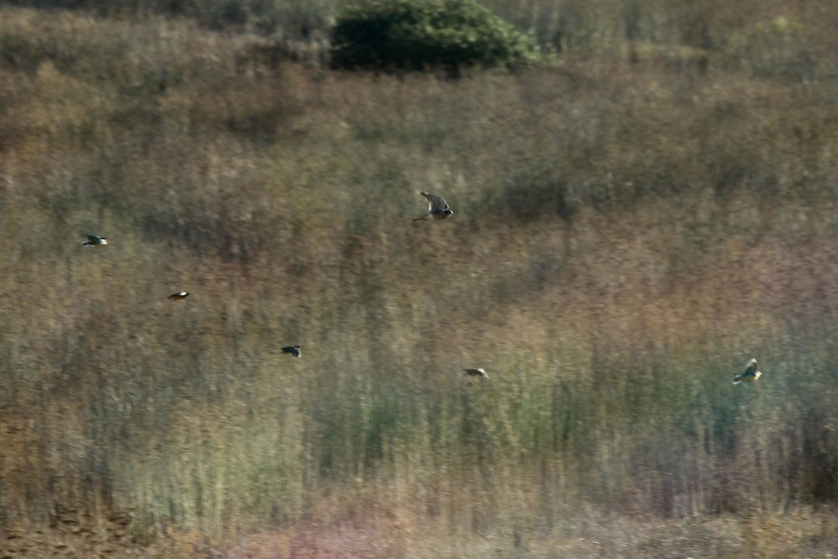 American Kestrel - ML611091048