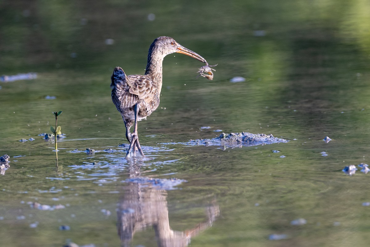 Clapper Rail - ML611091064