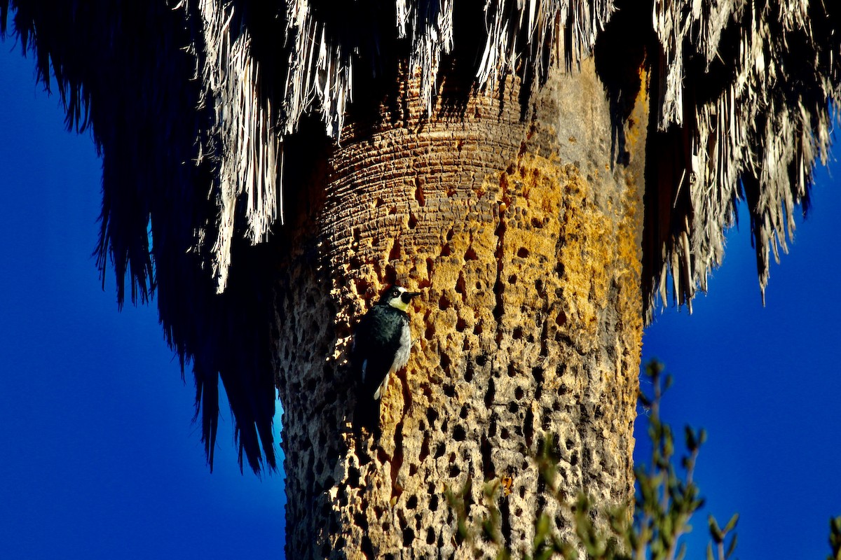 Acorn Woodpecker - ML611091065