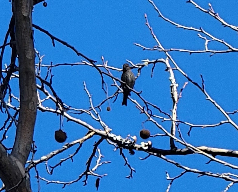 Pine Siskin - ML611091074