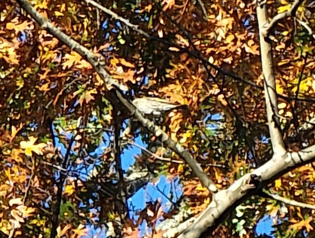 Pine Siskin - ML611091075