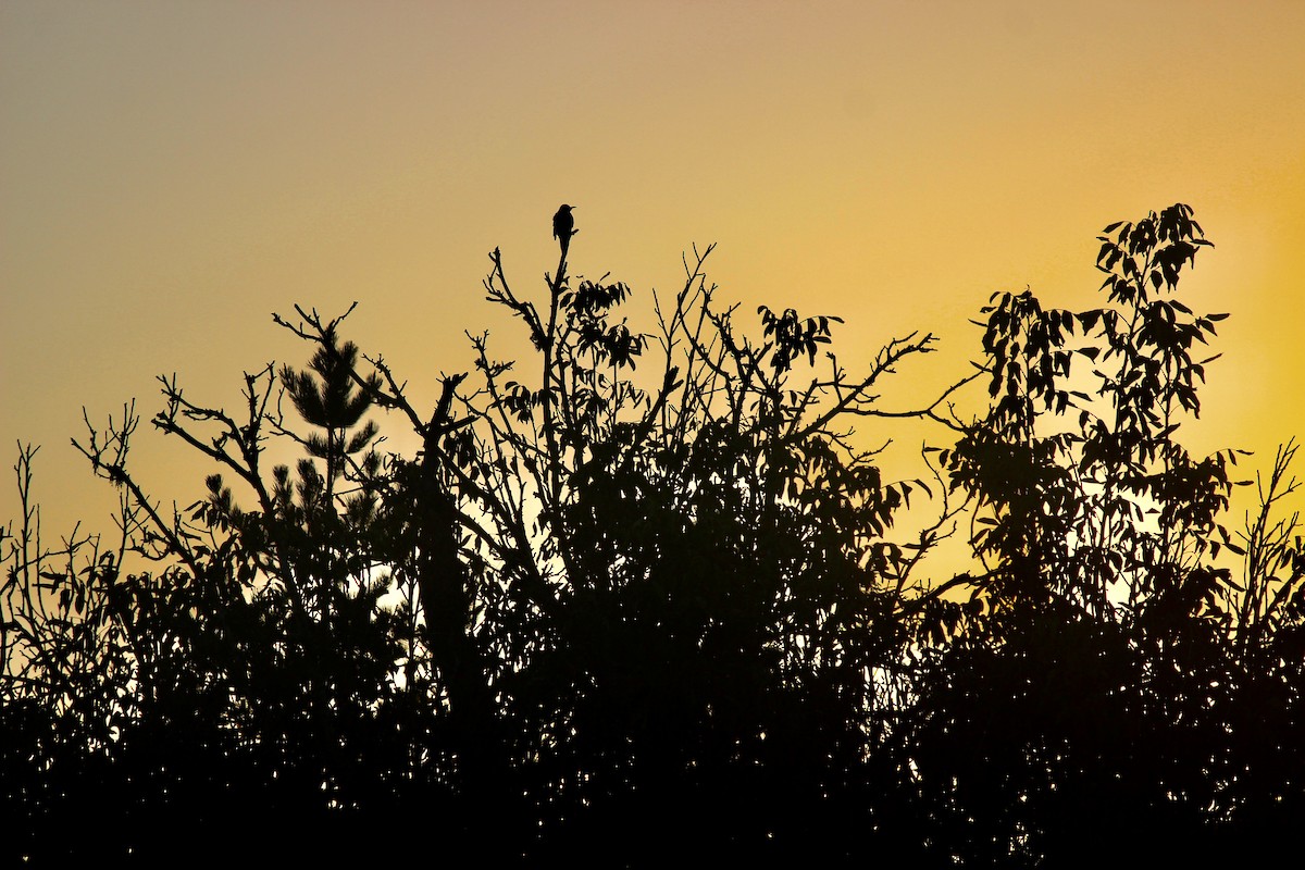 Northern Flicker - ML611091078