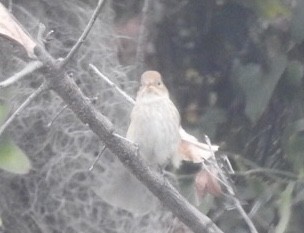 Indigo Bunting - ML611091107