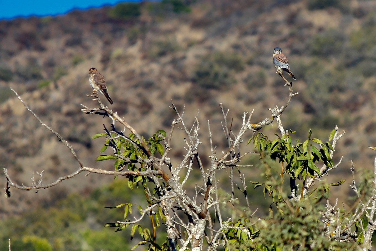 American Kestrel - ML611091136