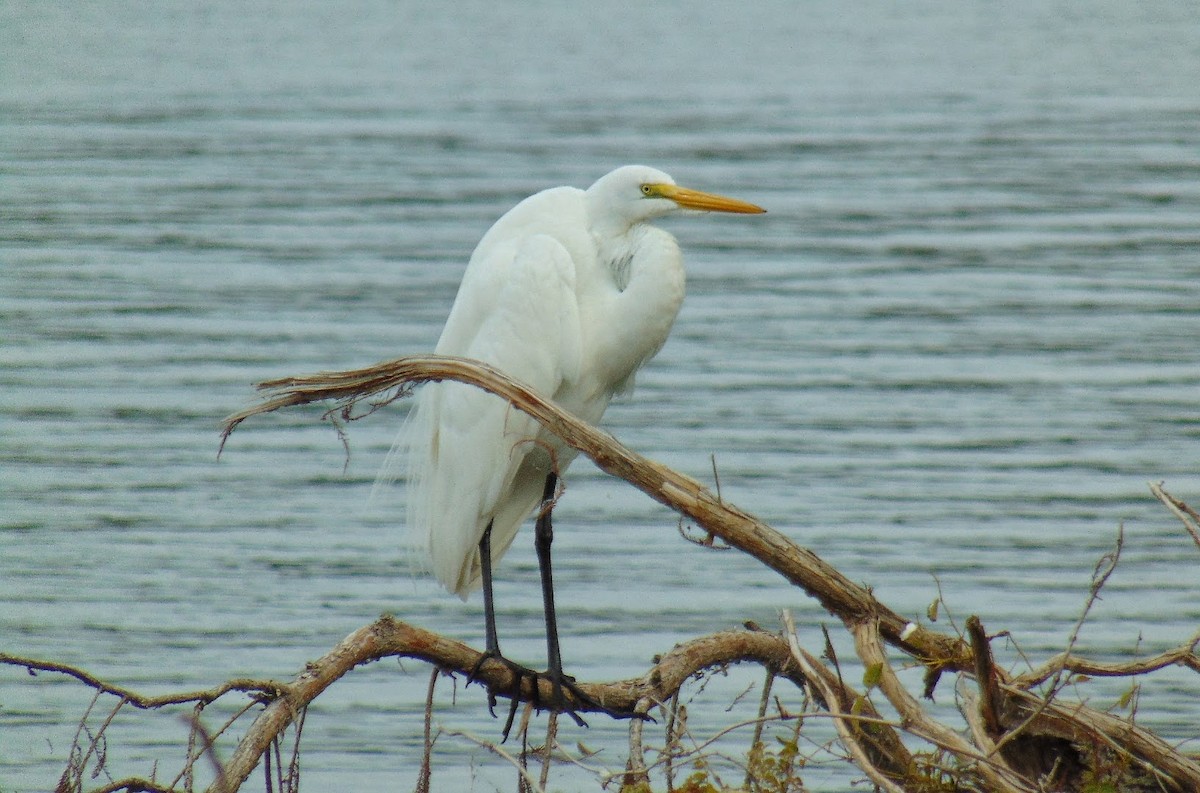 Great Egret - ML611091184