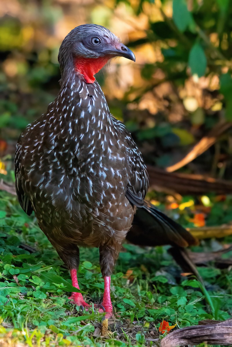 Band-tailed Guan - ML611091206