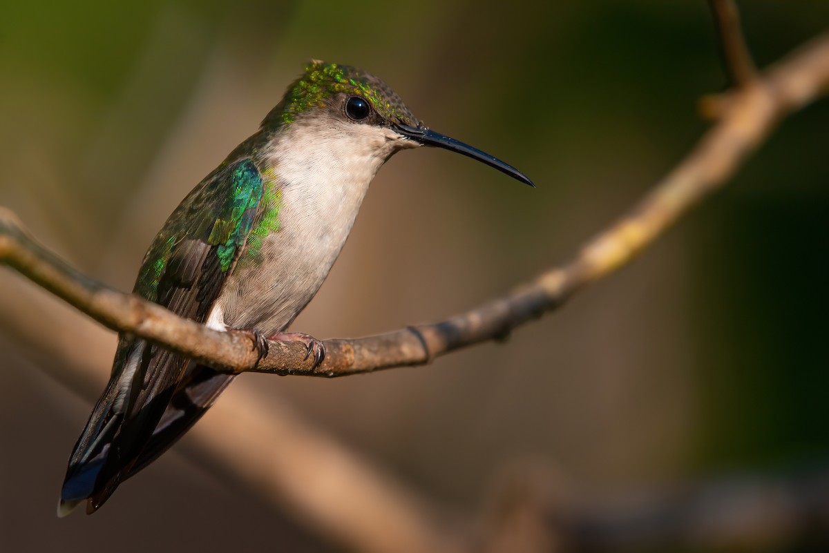 アオボウシモリハチドリ（colombica／rostrifera） - ML611091260