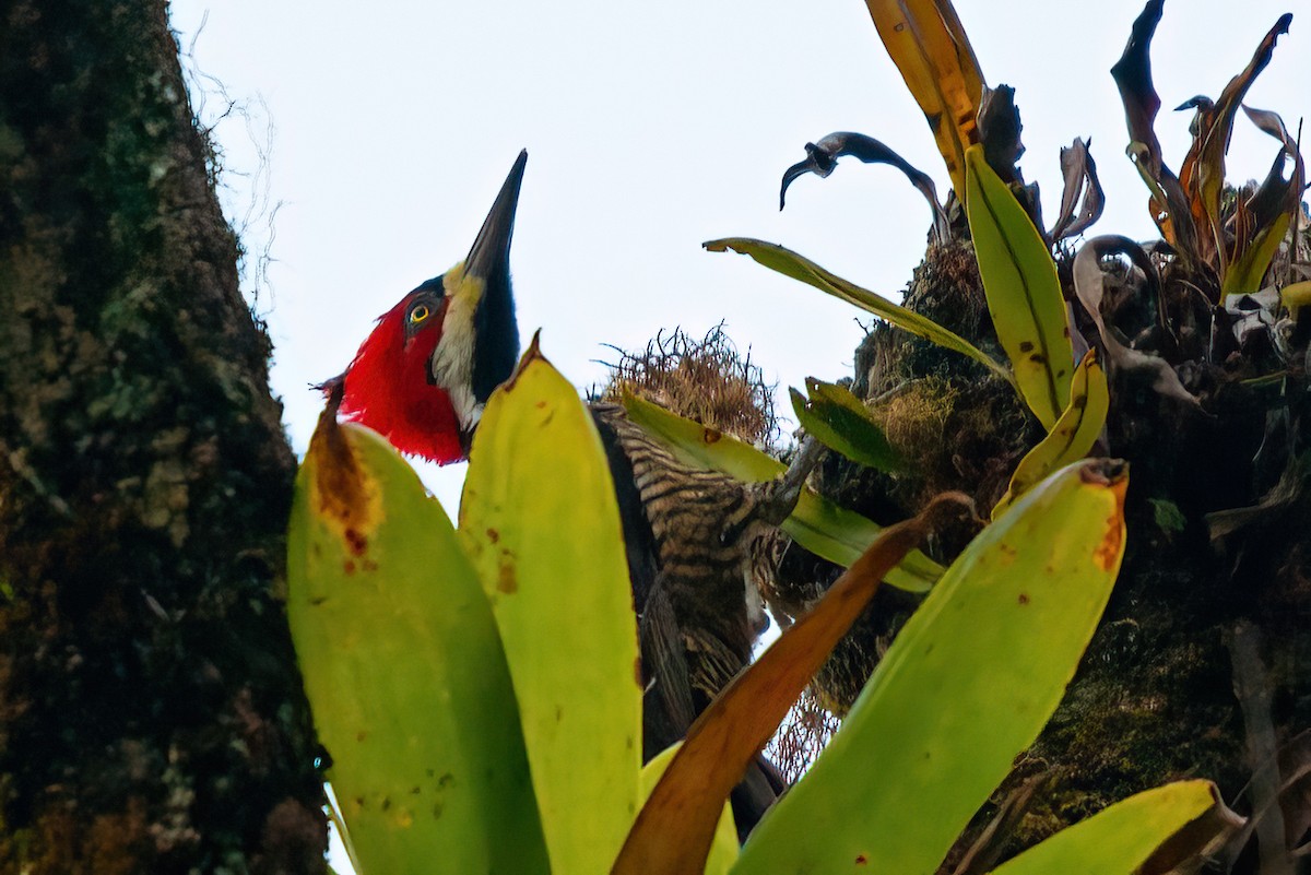 Crimson-crested Woodpecker - Jaap Velden