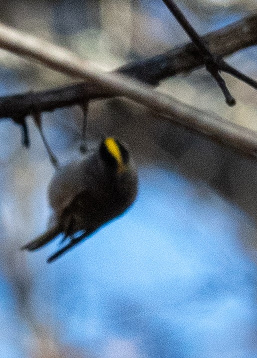 Golden-crowned Kinglet - ML611091287